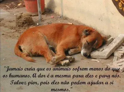 Abandono Não Rima com Dono !