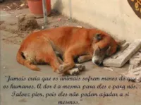 Abandono Não Rima com Dono !