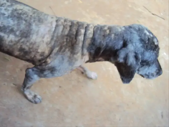 Chicó... URGENTE - PRECISAMOS DE UM ABRIGO ATÉ DIA 30/08.