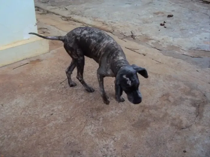 Chicó... URGENTE - PRECISAMOS DE UM ABRIGO ATÉ DIA 30/08.