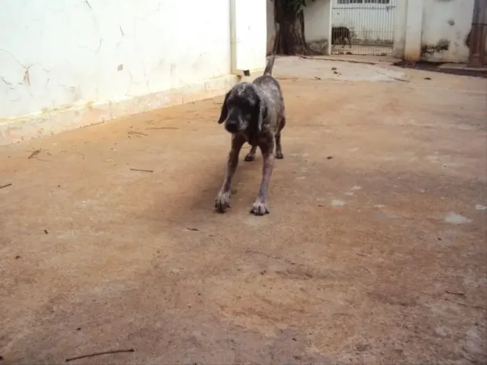 Chicó... URGENTE - PRECISAMOS DE UM ABRIGO ATÉ DIA 30/08.