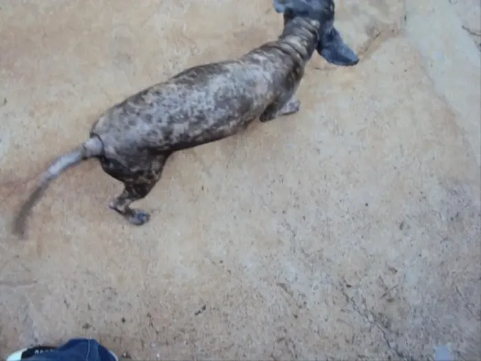 Chicó... URGENTE - PRECISAMOS DE UM ABRIGO ATÉ DIA 30/08.