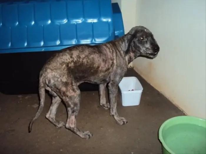 Chicó... URGENTE - PRECISAMOS DE UM ABRIGO ATÉ DIA 30/08.