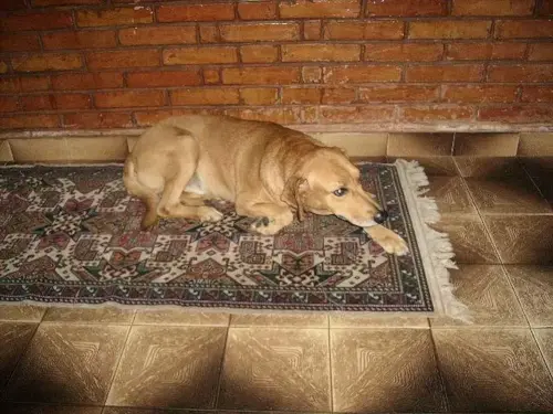 Cão SACRIFICADO INJUSTAMENTE em Presidente Prudente-SP