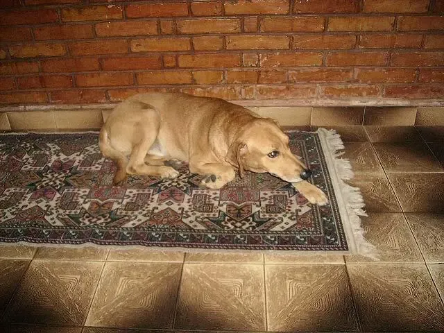Cão SACRIFICADO INJUSTAMENTE em Presidente Prudente-SP