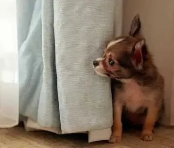 12 dicas para ajudar seu animal que tem medo dos fogos