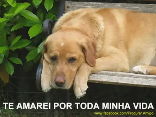 Tributo a um Cão