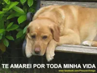 Tributo a um Cão