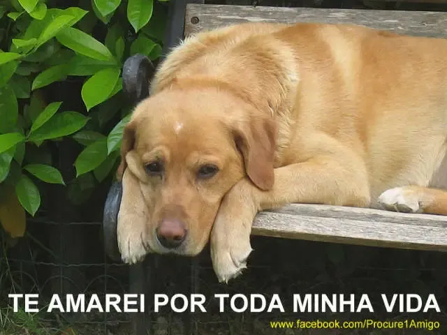 Tributo a um Cão