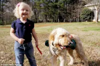Cachorro salva criança com tubo de oxigênio