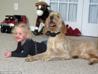 Cachorro mantém criança viva ao carregar um tubo de oxigênio para que ela possa respirar