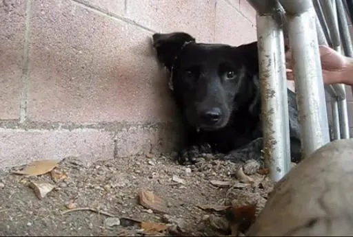 CADELA ENCONTRADA EM LIXÃO AJUDA NO RESGATE DE OUTRO CÃO ABANDONADO.