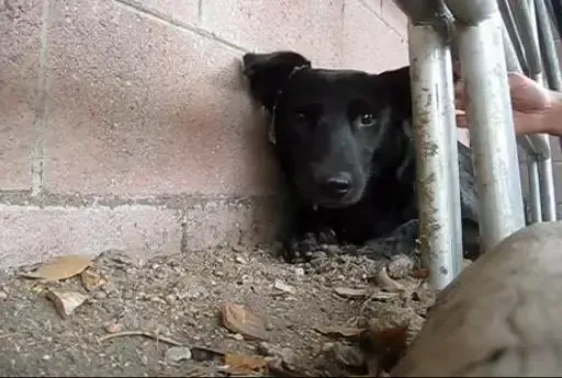 CADELA ENCONTRADA EM LIXÃO AJUDA NO RESGATE DE OUTRO CÃO ABANDONADO.