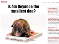 Menor Cachorro do Mundo: Adoção Especial