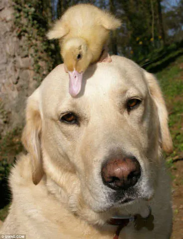 CÃO LABRADOR ADOTA PATO ÓRFÃO