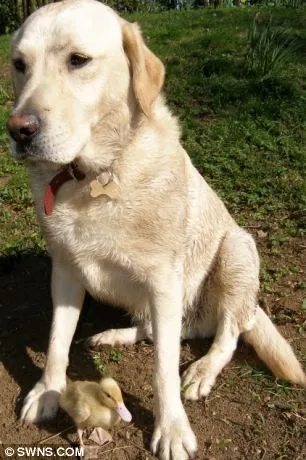 CÃO LABRADOR ADOTA PATO ÓRFÃO