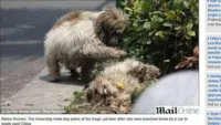 Cadela morre e cachorro permanece ao lado