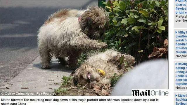 CADELA MORRE E CACHORRO PERMANECE AO LADO DELA