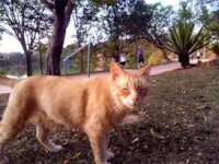 Resgate de Gatos em Campinas