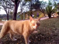 Após liberação de verba, resgate de gatos começa em Campinas