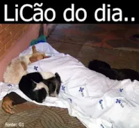 LiCÃO do Dia