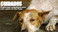 Projeto Ambulâncias para Gatos em SP