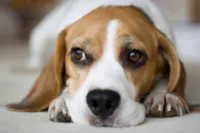 NASA quer salvar todos os Beagles de laboratório
