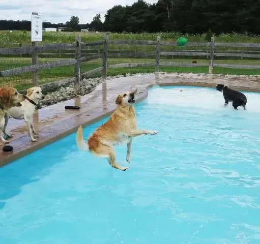 Hotel para cachorros nos EUA organiza divertida festa na piscina