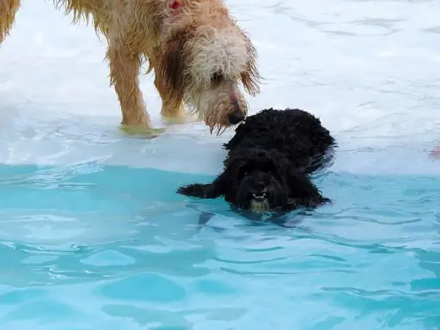 Hotel para cachorros nos EUA organiza divertida festa na piscina