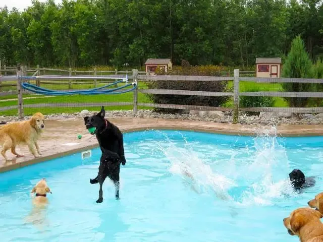 Hotel para cachorros nos EUA organiza divertida festa na piscina