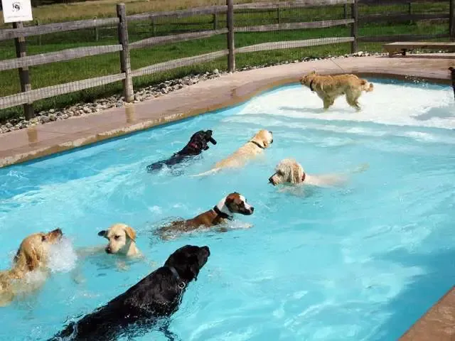 Hotel para cachorros nos EUA organiza divertida festa na piscina