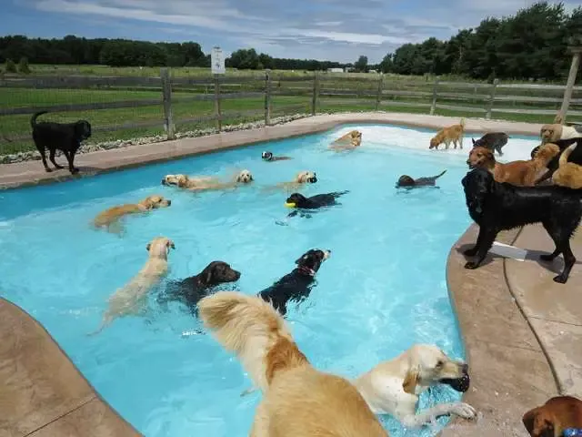 Hotel para cachorros nos EUA organiza divertida festa na piscina