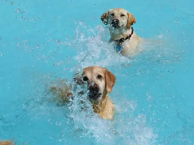 Hotel para cachorros nos EUA organiza divertida festa na piscina