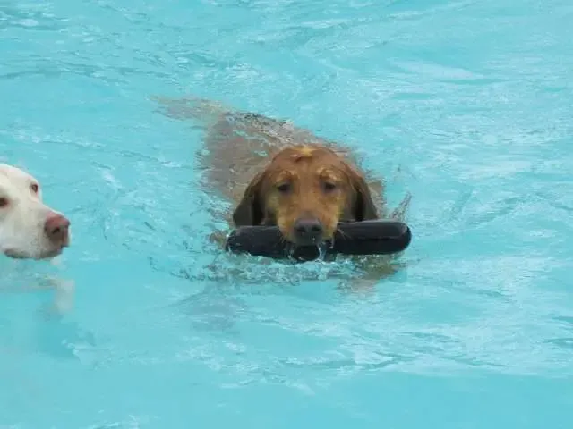 Hotel para cachorros nos EUA organiza divertida festa na piscina