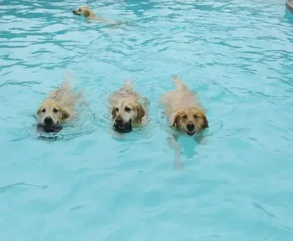 Hotel para cachorros nos EUA organiza divertida festa na piscina