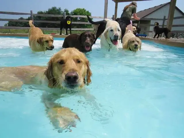 Hotel para cachorros nos EUA organiza divertida festa na piscina