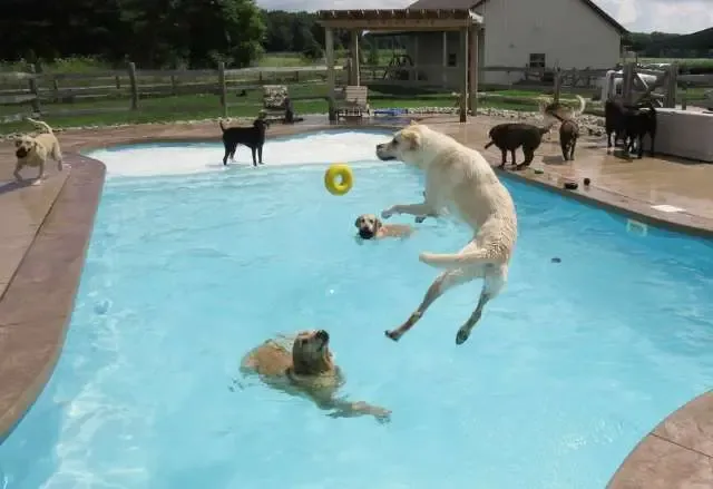 Hotel para cachorros nos EUA organiza divertida festa na piscina