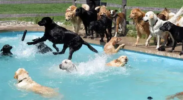 Hotel para cachorros nos EUA organiza divertida festa na piscina