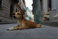 Adote um cachorro de rua: 16 motivos