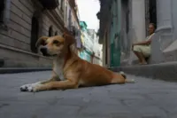 Quer um cachorro? Veja 16 motivos para adotar um cão de rua