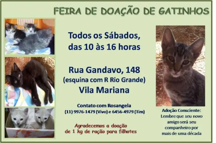 Feira de Adoção de Gatinhos na Vila Mariana - Encontre seu Novo Amigo!