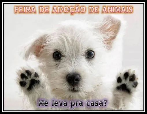 Rua crisantemo, 15 - vila nova