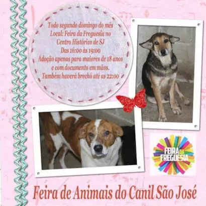 Feira de Adoção de Animais em São José - Encontre seu Novo Amigo!