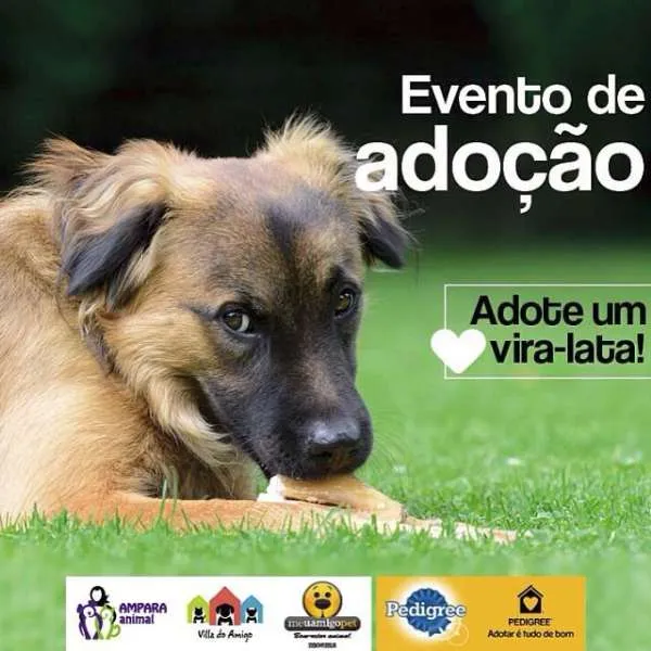 Adote seu novo amigo na feira de adoção Meu Amigo Pet em Moema. Venha encontrar seu companheiro ideal e transformar vidas!