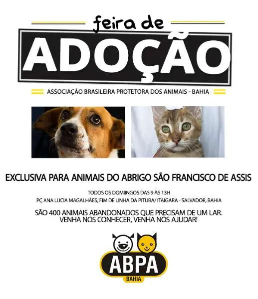 Participe da Feira de Adoção de Animais em Salvador em 21 de janeiro de 2024. Conheça 400 animais que buscam um lar amoroso. Faça a diferença!