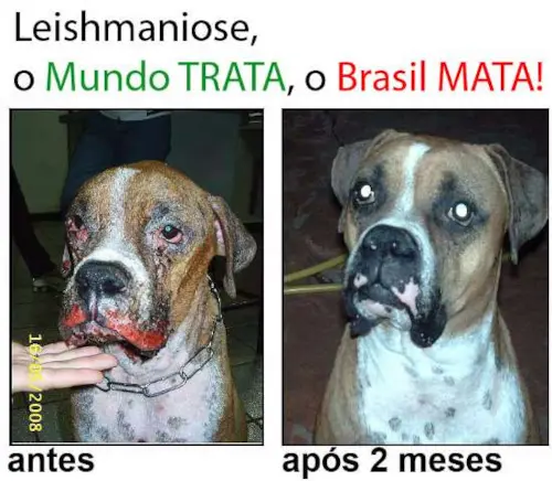 TRF garante direito ao Tratamento de Leishmaniose