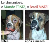 TRF garante direito ao tratamento de leishmaniose