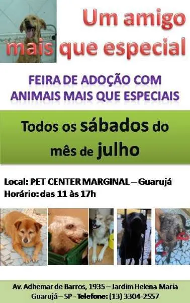 Encontre o Novo Membro da Família na Feira de Adoção em Guarujá!