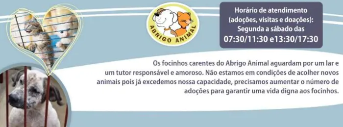 Adote um Amigo: Encontre Seu Novo Companheiro em Joinville