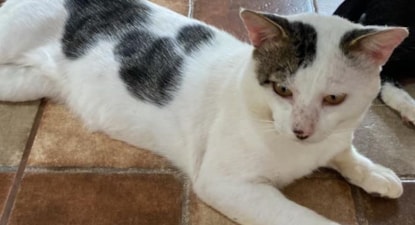 Cuidadora de gatos 